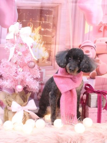 20241213ねねちゃん